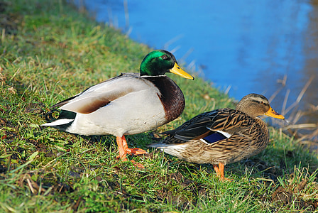 ducks, pair of ducks, water, couple, pair, nature, plumage