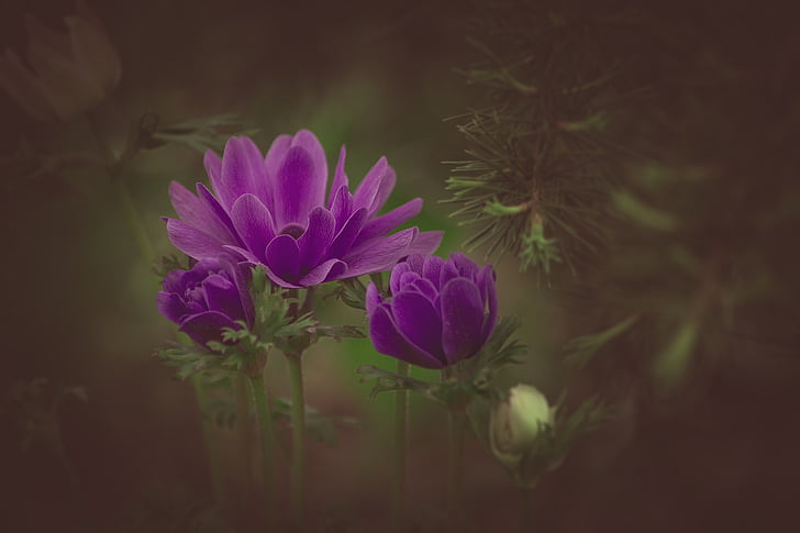 ranunculus, violet, flower, violet flower, blossom, bloom, purple