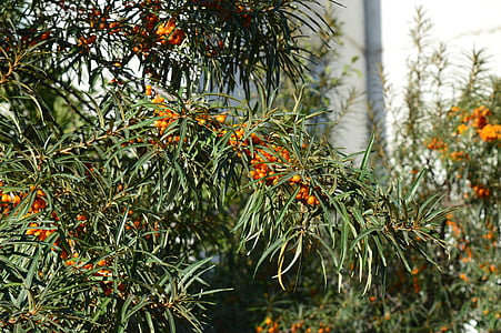 olivello spinoso-, arbusto, bacca, Un sacco, primo piano, olivello spinoso, pianta