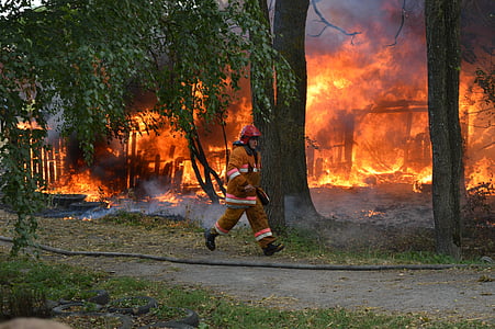 消防, 热, 消防员, 树木, 烧伤, 炖煮的食物, 火焰