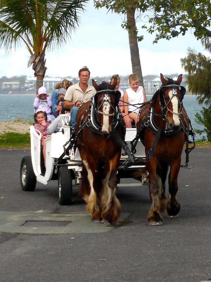 horse, carriage, cart, transportation, travel, tourism, wagon