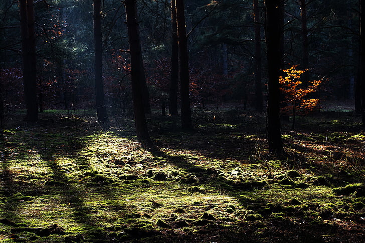 лес, Осень, свет, луч света, освещение, дерево, Природа
