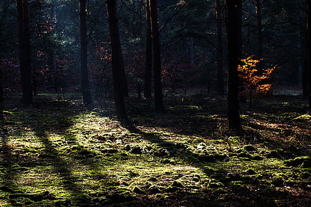 forest, autumn, light, light beam, lighting, tree, nature