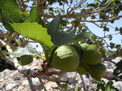 Fig, figuier, véritable lâche, figues sèches, fruits, manger, fruits