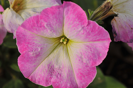 Petunia, Blumen, natürliche, Anlage, rosa Blüte