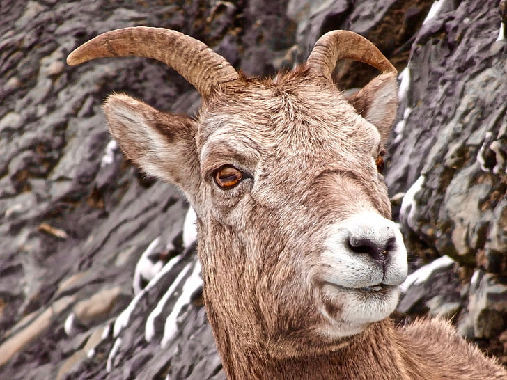 ovelhas, Longhorn, canadense, selvagem, cabeça, animal, um animal