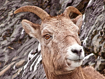 ovce, Longhorn, kanadský, Wild, hlava, zvíře, jedno zvíře