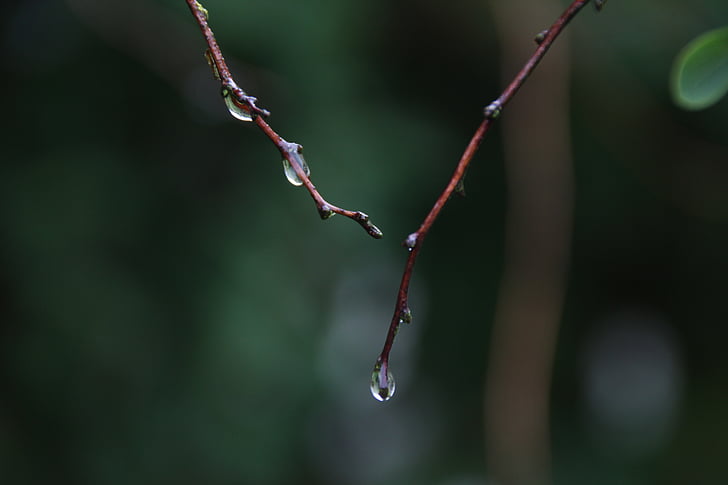 raindrop, dew, aesthetic, nature, macro