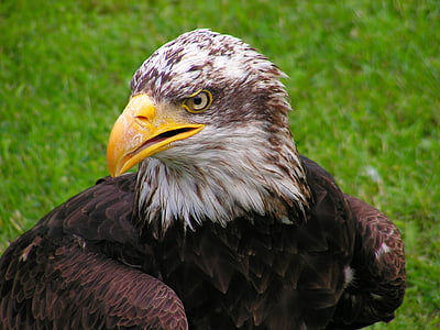 brown, white, eagle, Bald Eagle, Head, Cub, Portrait