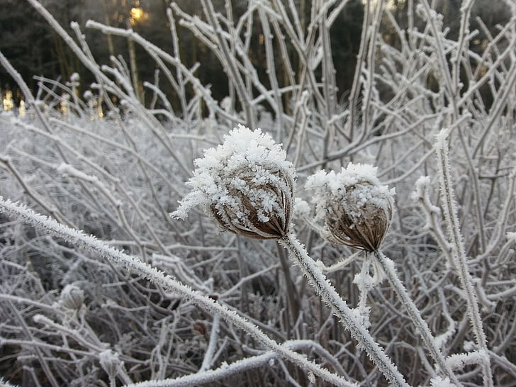 invierno, Frost, paisaje, planta