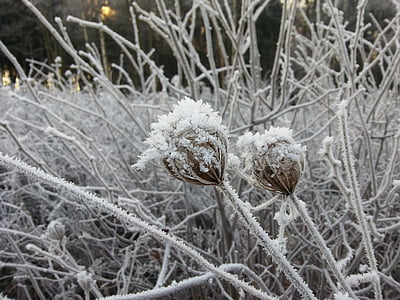 Kış, Frost, manzara, bitki