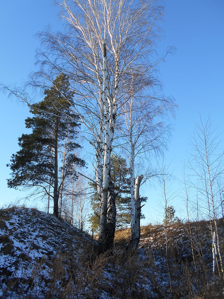 tree, birch, sky, trunk, wood, landscape, nature