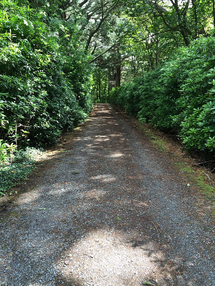 road, tunnel, path, bushes, outdoor, perspective, forest