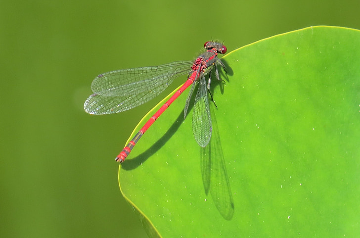 Dragonfly, dammen, insekt, natur, naturfotografer, vann, Lukk