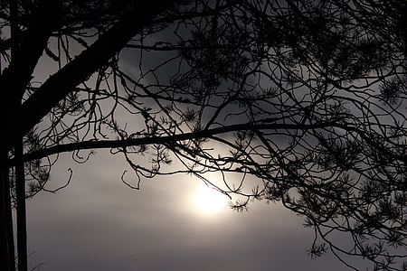 árbol, luz de fondo, cubierto, rama, hoja, sol, cielo