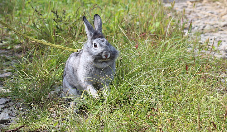 rabbit, gray rabbit, green grass, animal