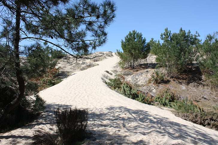 sand, pine, landscape, path, nature, mountain, outdoors