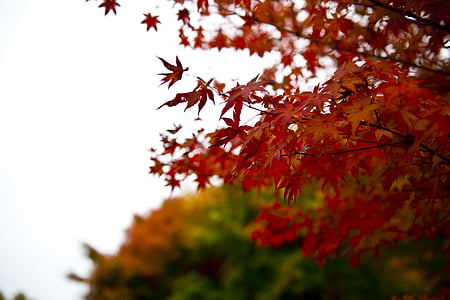 jesenje lišće, jesen, krajolik, list, priroda, drvo, Crveni