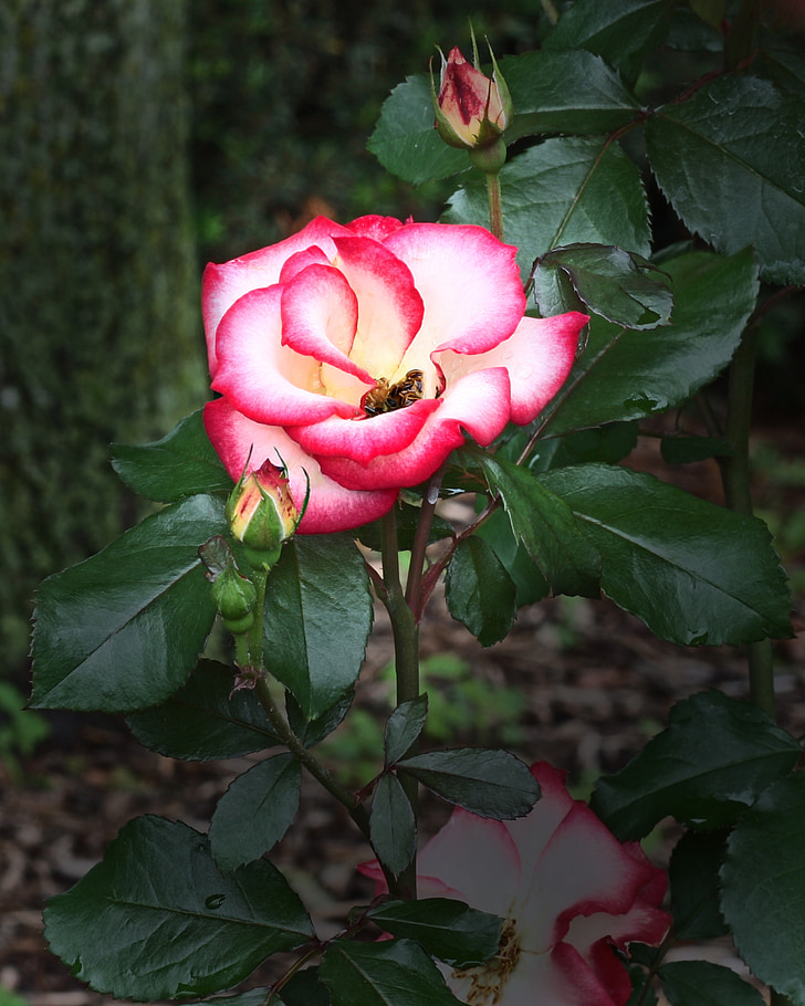Rosa, pètals, vermell, blanc, flor, Jardineria