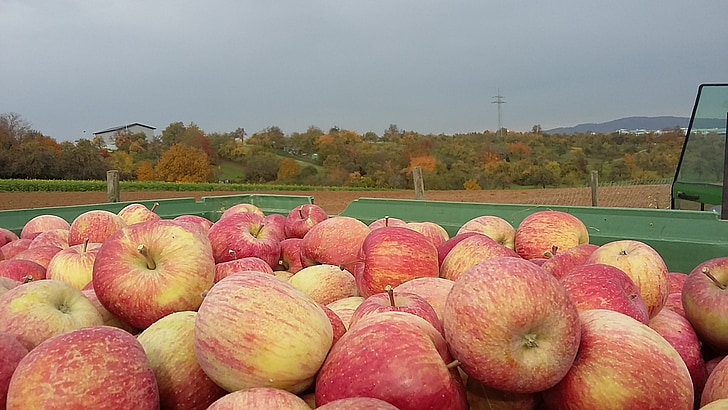 jabolko, sadje, sadje, čas žetve, Frisch, žetev, donos