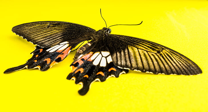 butterfly, insect, butterfly - Insect, nature, animal, animal Wing, yellow
