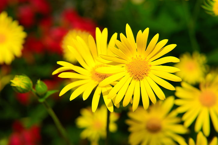 flores, amarillo, cerrar, flores amarillas, primavera, filigrana, jardín