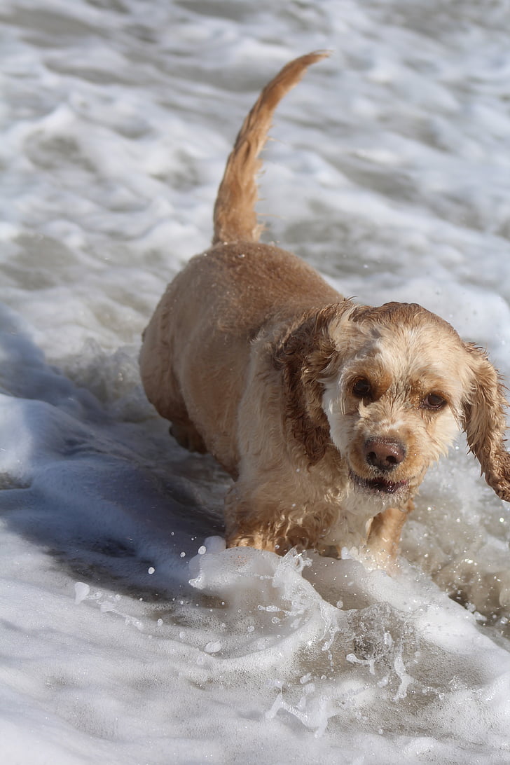 hond op strand, spelen, leuk, vreugde, verkeer, zomer, zee