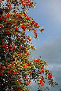 Røn, aske, bær, rød, Rowan, Sorbus aucuparia, Pyrus aucuparia