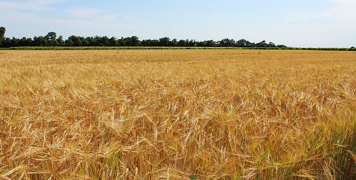 bidang, gandum, ladang-ladang gandum, sereal, Epi, pertanian, budaya