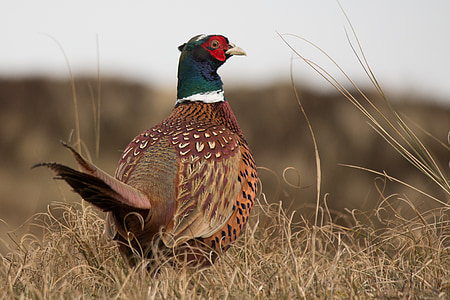 pheasant, males, phasianus colchicus, bird, hahn, species, tail feathers