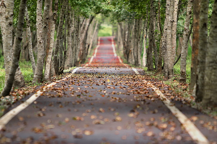 metsamaa, Road, langevad lehed, looduslik, puu puit, puu, väheneb perspektiivi