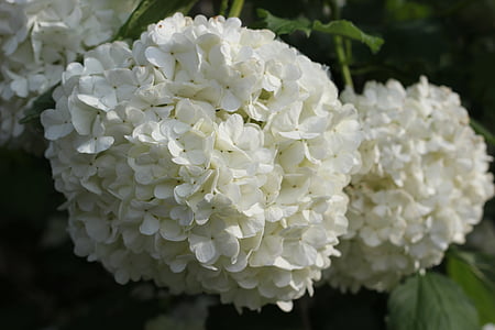 Aliguer, planta, flor blanca, primavera, jardí, natura, close-up