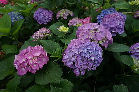 kukat, violetti, kukat, sininen, Puutarha