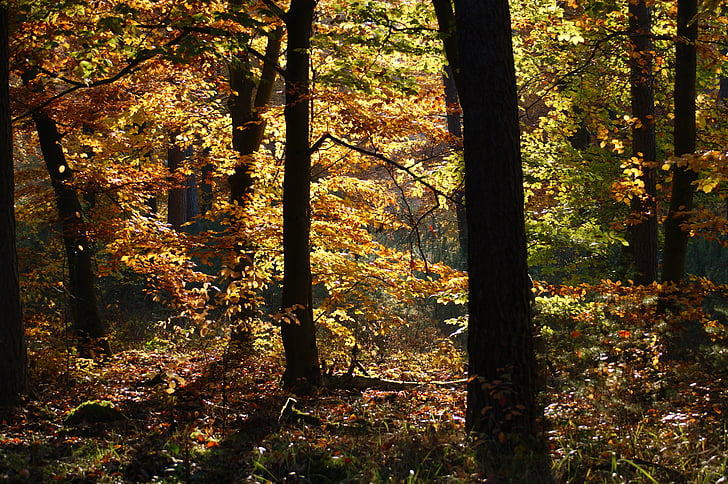 jeseni, gozd, dreves, stran, narave, listi, padec barve