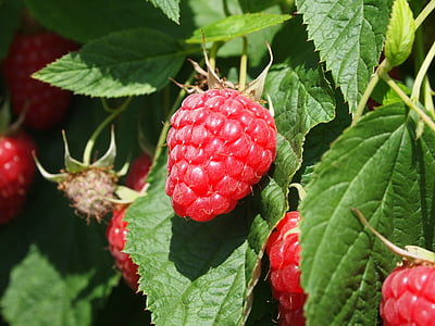 Raspberry, buah, buah-buahan, merah, musim panas, daun, makanan dan minuman