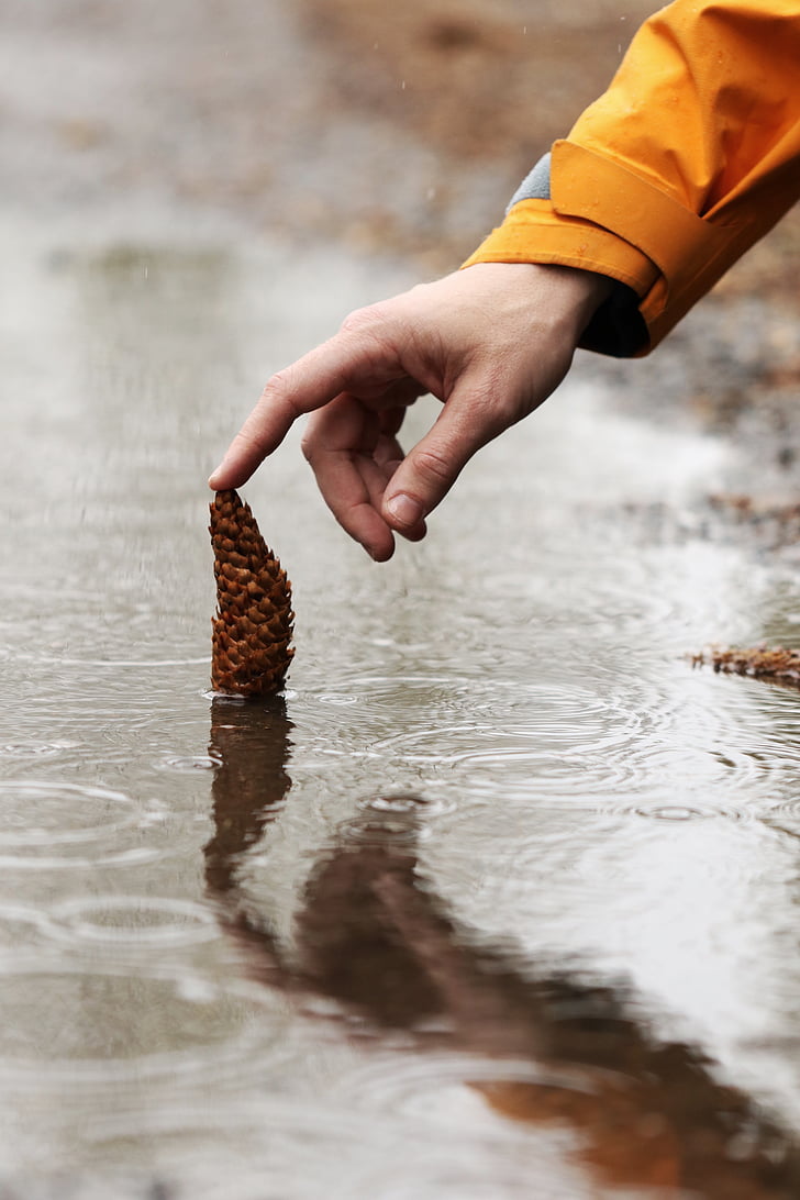 rain, pinecone, hand, human, person, nature, water