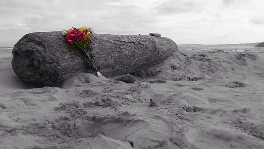 ξύλο που επιπλέει, παραλία, Ωκεανός, Άμμος, λουλούδια