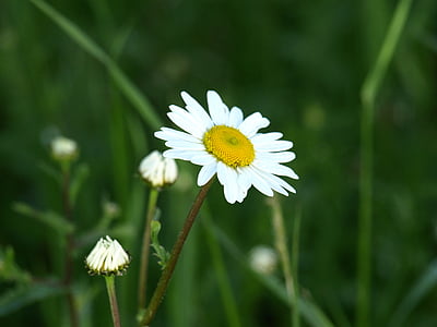 Marguerite, valge, õis, Bloom, lill, terav lill, loodus