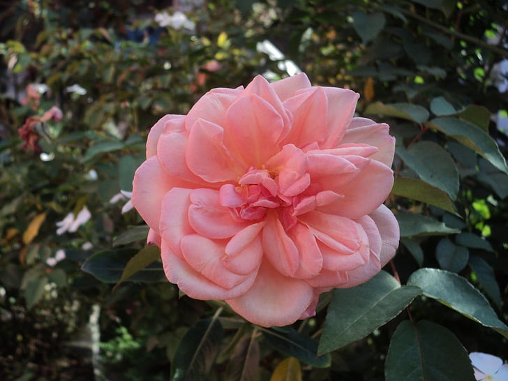 Sân vườn, Hoa hồng, Hoa, Thiên nhiên, Hoa hồng bush