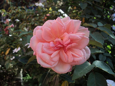 Сад, розы, Цветы, Природа, Розовый куст