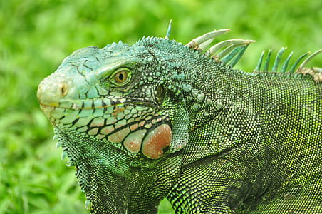 Iguana, verde, colores, reptil, salvaje