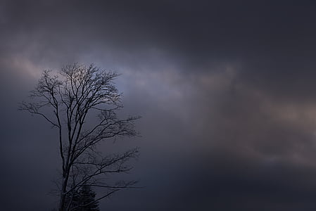 ツリー, クラウン, 審美的です, 木の上, 冬, カール, 雲