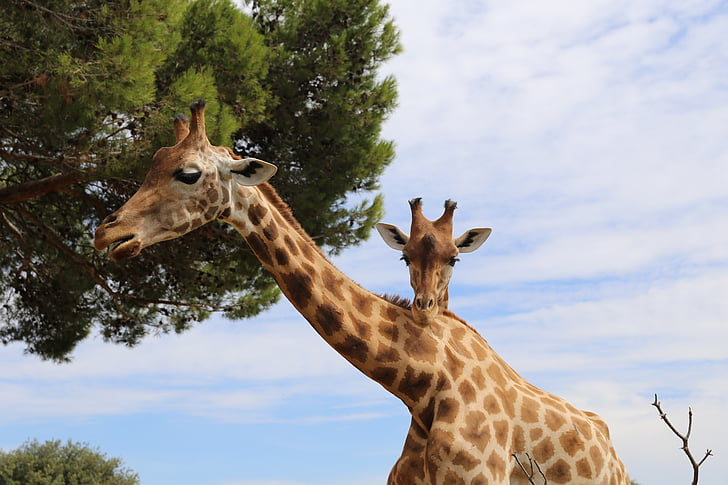 girafe, Zoo, animal, tête