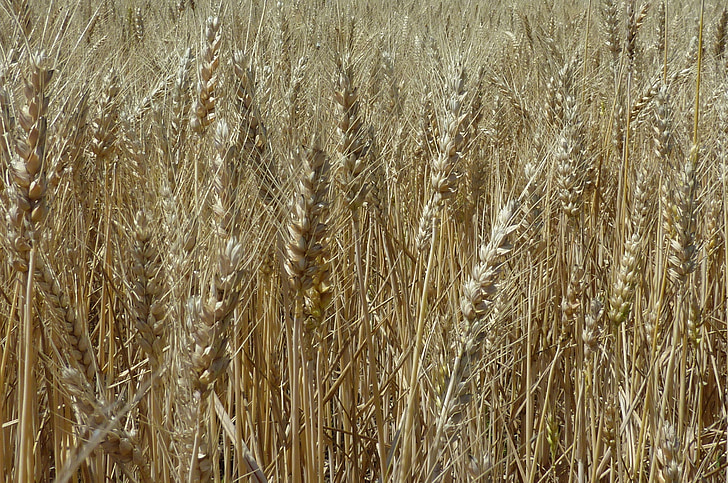 trigo, colheita, das culturas, grão, agricultura, campo, sementes