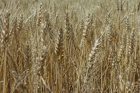 gandum, panen, tanaman, gandum, pertanian, bidang, benih