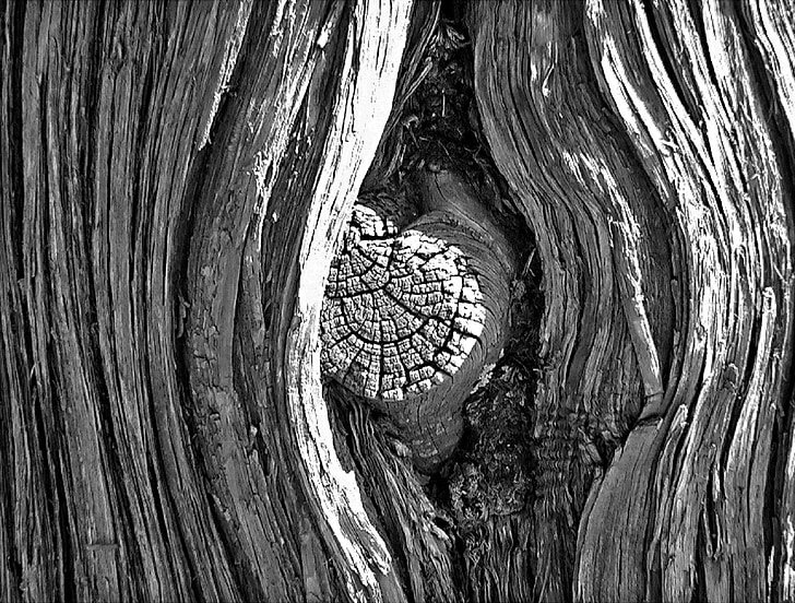 tree, wood, knot, design, bark, pattern, nature