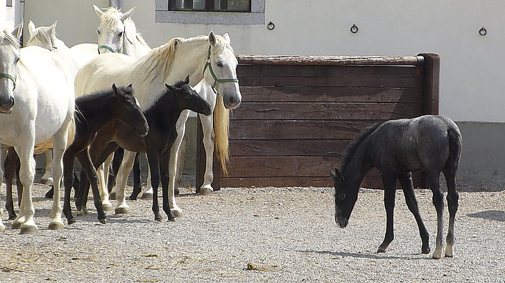 foal, horses, isolate, colt, equine, affection
