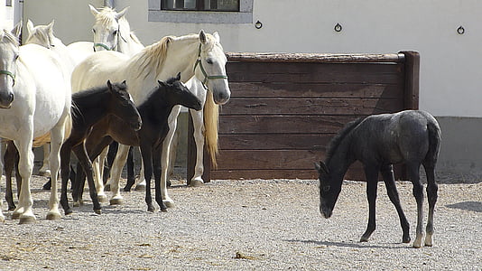 Føll, hester, isolere, Colt, equine, hengivenhet
