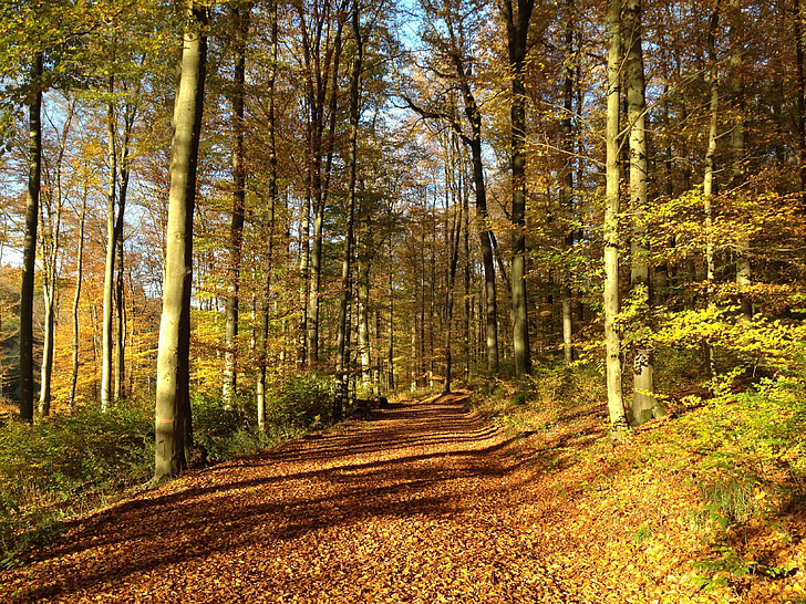 hösten, faller, lövverk, färg, färgglada, skogen, Trail
