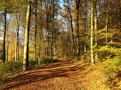 Syksy, syksyllä, lehtien, väri, värikäs, Metsä, Trail